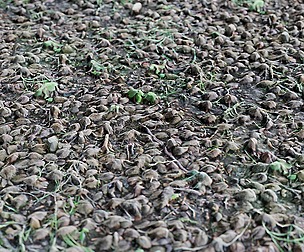 Beechnut Ground 1