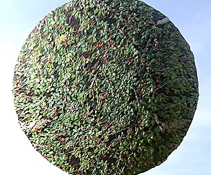 Berry Bush 1