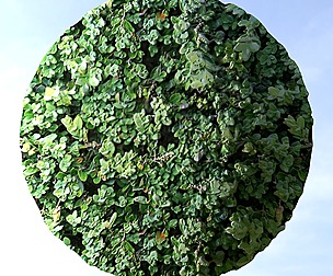 Bush 1