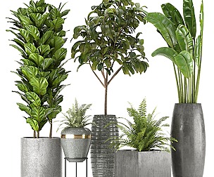 Collection Indoor Plants Set Nim06