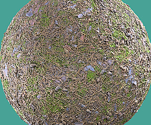 Needles | Pine 03