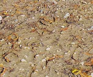 Mud Ground 1