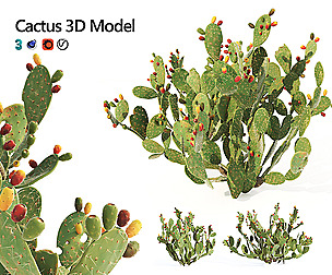 Cactus Opuntia ficus-indica tree