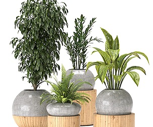 Collection Indoor Plants Nim05