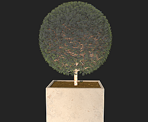 Spherical plant