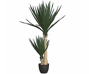 YUCCA TREE