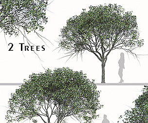Set of Osmanthus Fragrans Tree ( Sweet Olive )