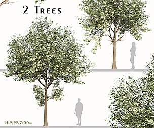 Set of Cinnamomum burmannii Tree ( Padang cassia )