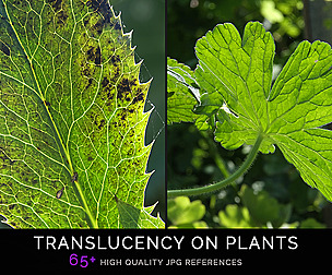 TRANSLUCENCY ON PLANTS