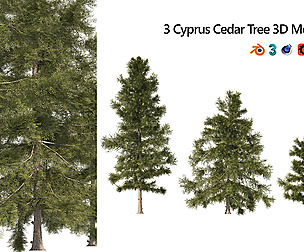 3 Cyprus Cedar Trees