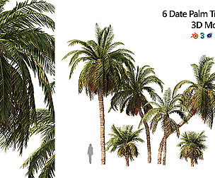 6 Date palm Trees