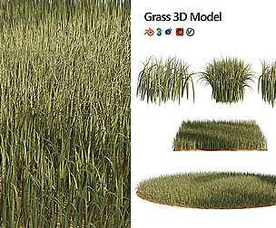 High Rye grass
