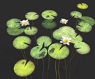 Water Lily Set