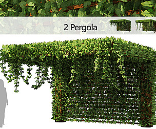 Pergola Vine Bower, Climbing plant