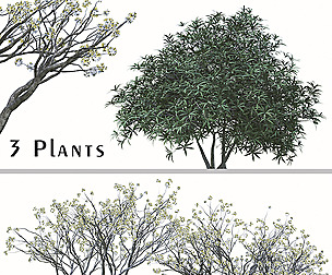 Set of Edgeworthia chrysantha Plant ( Paperbush )