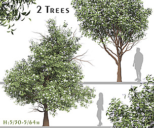 Set of Michelia Maudiae Tree ( Magnolia maudiae )