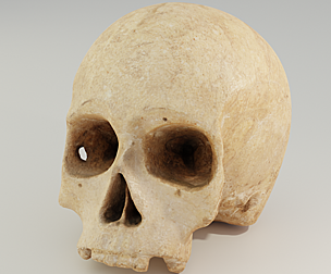 Human Skull 3D model