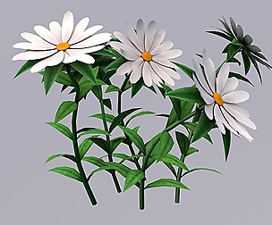 White Chamomiles Flowers Low poly Game ready