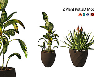 Topical Snow and Aloe vera plant pot