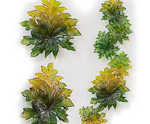 Daum Leaf