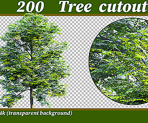 tree cutout png 4k & psd vol01