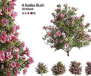 4 spring Azalea Flower Bush