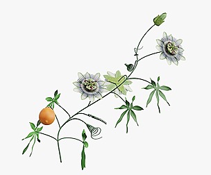 Passion flower