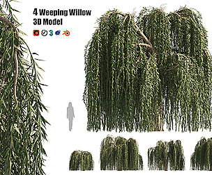 4 Weeping Willow Salix babylonica Trees
