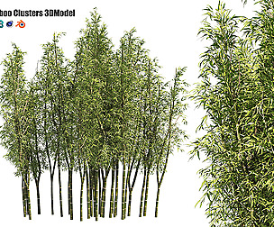 2 Bamboo Clusters