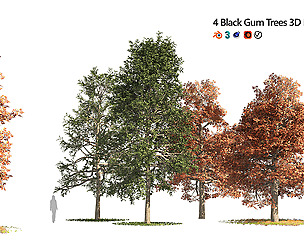 fall and summer black gum trees