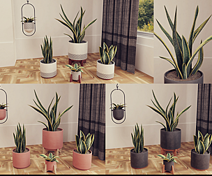 Snake Plants collection  ( plants vol 01)