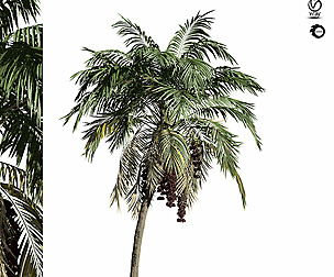 palm tree-s03