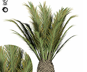 palm tree-s02