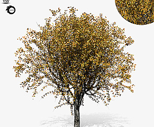tree-s03