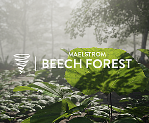 MAE Beech Forest