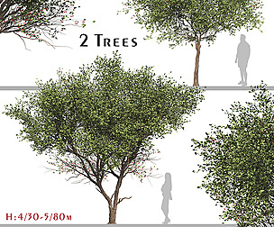 Set of Cerasus Pseudocerasus Tree (Chinese Cherry)