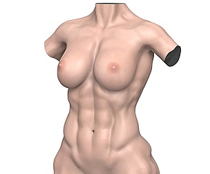 Young Muscular Woman Torso