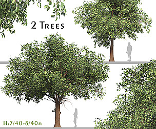 Set of Diospyros Kaki Tree (Asian Persimmon)