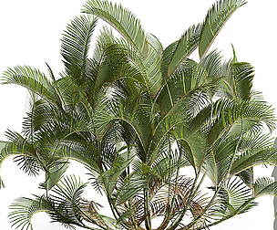 New Plant High detail Chrysalidocarpus Lutescens03