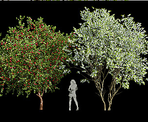 Amelanchier lamarckii and apple trees