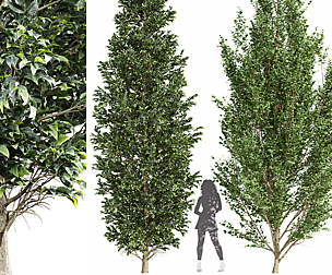 Carpinus Betulus Broadleaf Carpinus Betulus Bush