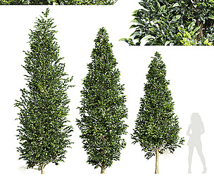 Carpinus Betulus-3 trees