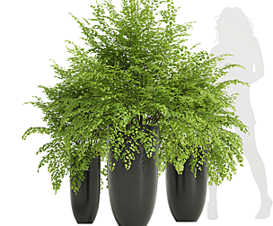 Adiantum Capillus Veneris Fern