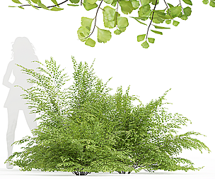 Adiantum Capillus Veneris Fenr Bush