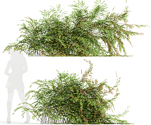 Adiantum Capillus Veneris Fern Wall Grow Bottom