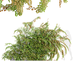 Adiantum Capillus Veneris Fern Wall Grow Bottom02