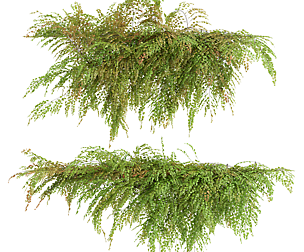 Adiantum Capillus Veneris Fern Wall Grow Top