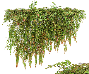 Angiopteris Fokiensis Fern Forest