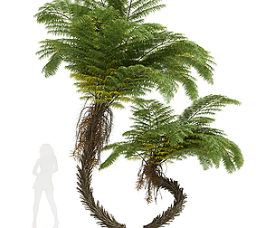 Alsophila Spinulosa Fern
