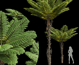 Alsophila Spinulosa Fern Decorative